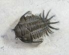 Crotalocephalus (Cyrtometopus) Trilobite (Undescribed) #9468-1